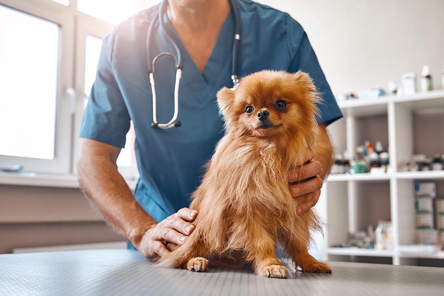 Specialized Business Insurance - a Small Brown Dog Is Held by a Veterinarian in Blue Scrubs in a Bright Exam Room